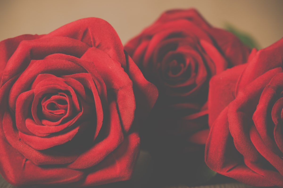 red roses